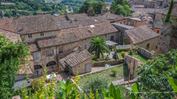  urbino